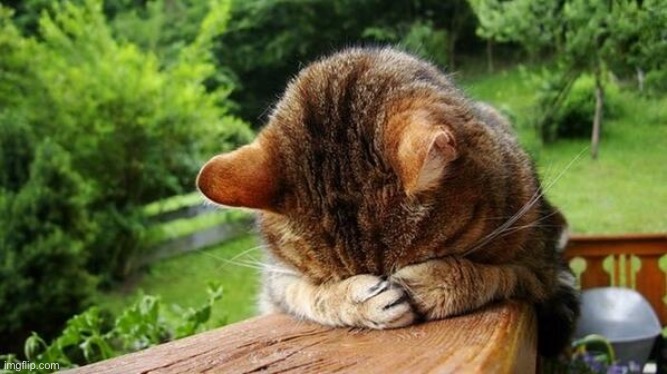 Embarrassed Cat | image tagged in embarrassed cat | made w/ Imgflip meme maker