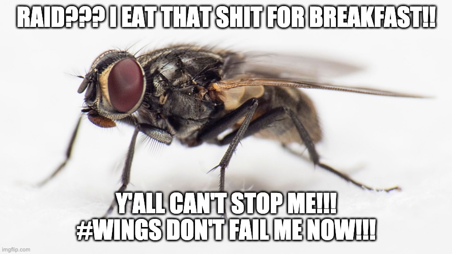 FLY 100 | RAID??? I EAT THAT SHIT FOR BREAKFAST!! Y'ALL CAN'T STOP ME!!!
#WINGS DON'T FAIL ME NOW!!! | image tagged in super hero | made w/ Imgflip meme maker