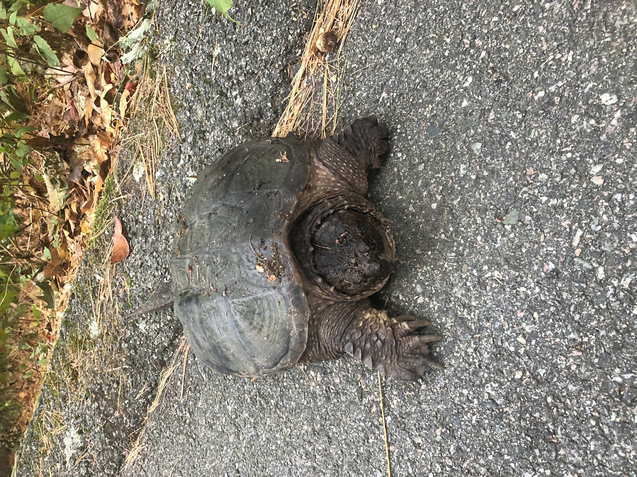 Tortoise Blank Meme Template
