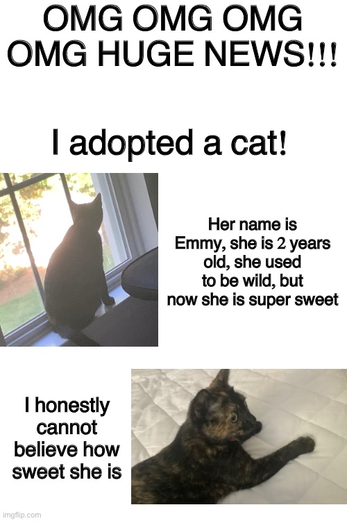 At the shelter there was another cat who was 12 years old and kinda fat, I wanted to adopt her too, but I can’t handle 2 cats. | OMG OMG OMG OMG HUGE NEWS!!! I adopted a cat! Her name is Emmy, she is 2 years old, she used to be wild, but now she is super sweet; I honestly cannot believe how sweet she is | image tagged in blank white template | made w/ Imgflip meme maker