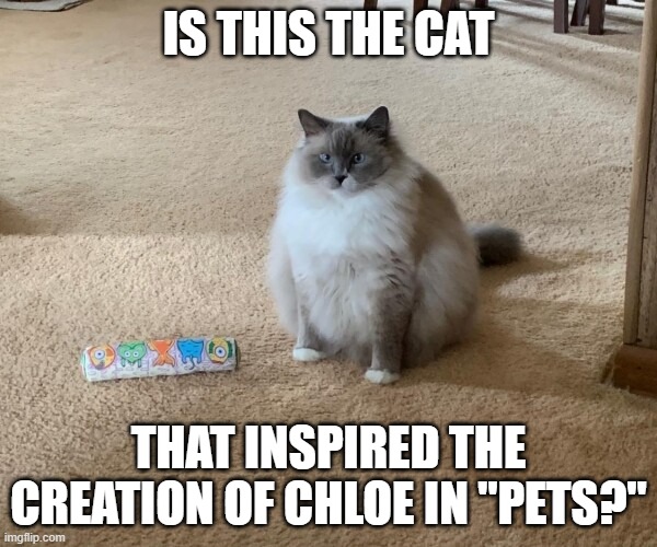 That is one fluffy cat | IS THIS THE CAT; THAT INSPIRED THE CREATION OF CHLOE IN "PETS?" | image tagged in chloe,pets,cats,funny,fluffy,fat cat | made w/ Imgflip meme maker