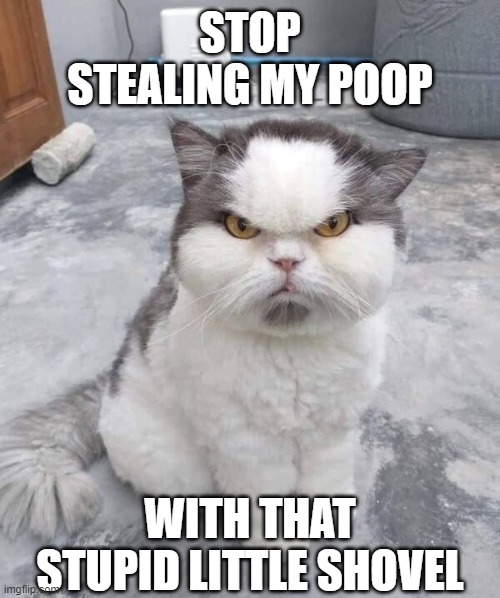 That is one angry lookin' cat | STOP STEALING MY POOP; WITH THAT STUPID LITTLE SHOVEL | image tagged in cats,funny,funny cats,angry cat,grumpy cat | made w/ Imgflip meme maker
