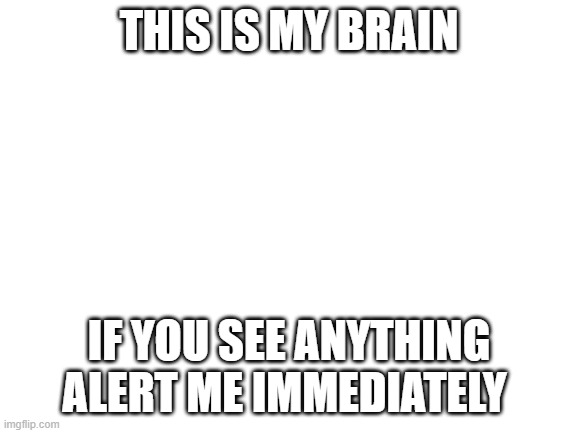 Blank White Template | THIS IS MY BRAIN; IF YOU SEE ANYTHING ALERT ME IMMEDIATELY | image tagged in blank white template | made w/ Imgflip meme maker