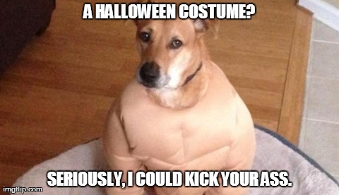 Ziggy the dog. | image tagged in funny,dogs,halloween,animals | made w/ Imgflip meme maker
