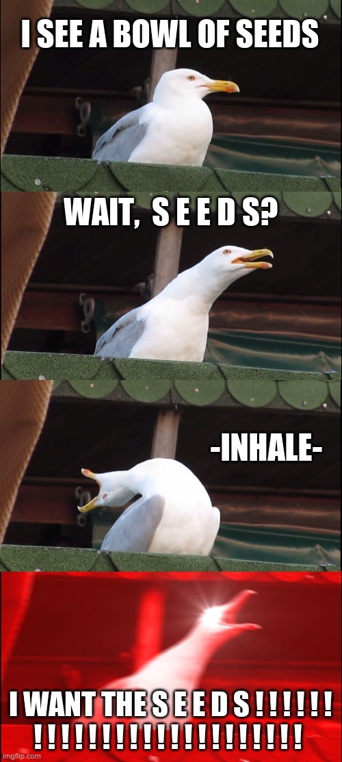 Inhaling Seagull Meme | I SEE A BOWL OF SEEDS; WAIT,  S E E D S? -INHALE-; I WANT THE S E E D S ! ! ! ! ! ! ! ! ! ! ! ! ! ! ! ! ! ! ! ! ! ! ! ! ! ! | image tagged in memes,inhaling seagull | made w/ Imgflip meme maker