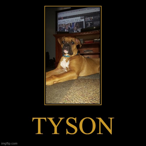 TYSON | image tagged in funny,demotivationals,boxer meme,dog meme | made w/ Imgflip demotivational maker