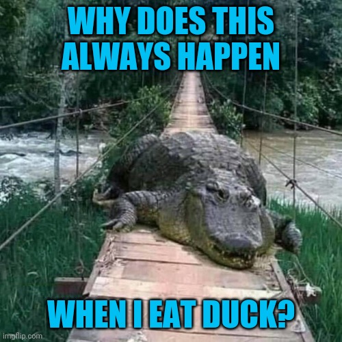 The bloating, the cramping.... | WHY DOES THIS ALWAYS HAPPEN; WHEN I EAT DUCK? | image tagged in gator gas | made w/ Imgflip meme maker
