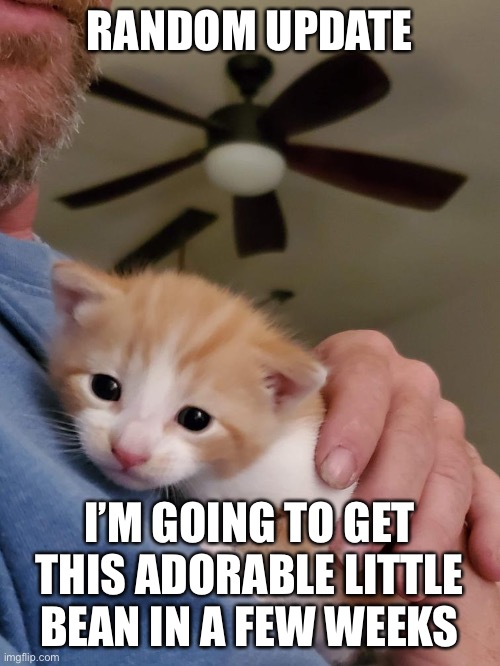 The sad thing is that it looks so cute I want it now | RANDOM UPDATE; I’M GOING TO GET THIS ADORABLE LITTLE BEAN IN A FEW WEEKS | image tagged in cats,wholesome,aww,wait you're reading the tags,why,there's no point | made w/ Imgflip meme maker