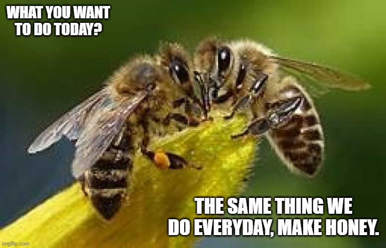 what you want to do? | WHAT YOU WANT TO DO TODAY? THE SAME THING WE DO EVERYDAY, MAKE HONEY. | image tagged in funny memes | made w/ Imgflip meme maker