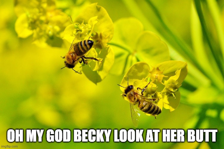 Becky | OH MY GOD BECKY LOOK AT HER BUTT | image tagged in funny | made w/ Imgflip meme maker