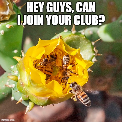 BEE club | HEY GUYS, CAN I JOIN YOUR CLUB? | image tagged in fun | made w/ Imgflip meme maker