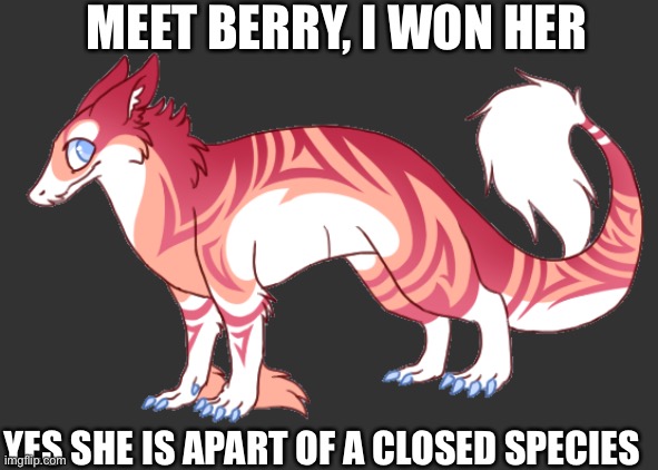 S | MEET BERRY, I WON HER; YES SHE IS APART OF A CLOSED SPECIES | made w/ Imgflip meme maker