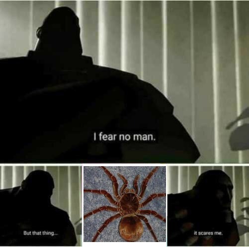 lIkE aNd SuBsCrIbE | image tagged in i fear no man,lilflamy,spider,scary,funny,memes | made w/ Imgflip meme maker