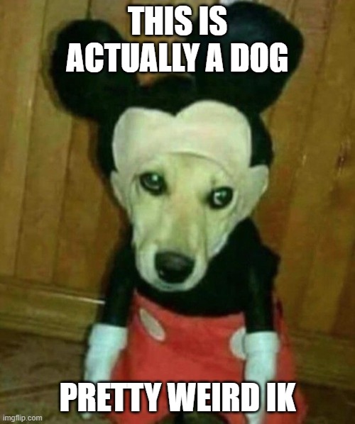 idk | THIS IS ACTUALLY A DOG; PRETTY WEIRD IK | image tagged in weird | made w/ Imgflip meme maker