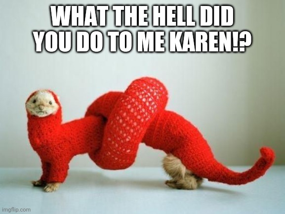 FERRET KNOT | WHAT THE HELL DID YOU DO TO ME KAREN!? | image tagged in ferret,cute animals,halloween | made w/ Imgflip meme maker