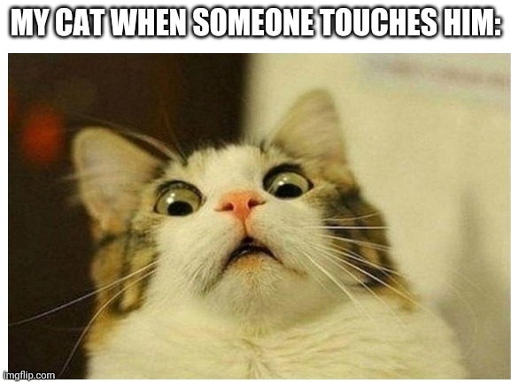 don't come close | MY CAT WHEN SOMEONE TOUCHES HIM: | image tagged in meow | made w/ Imgflip meme maker