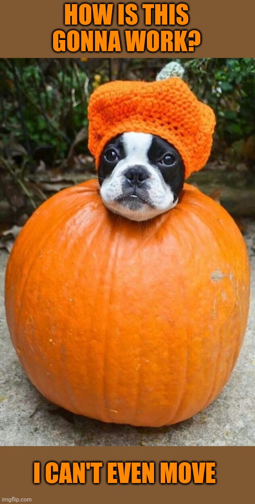 JACK O DOGGY | HOW IS THIS GONNA WORK? I CAN'T EVEN MOVE | image tagged in dogs,funny dogs,pumpkin,spooktober | made w/ Imgflip meme maker