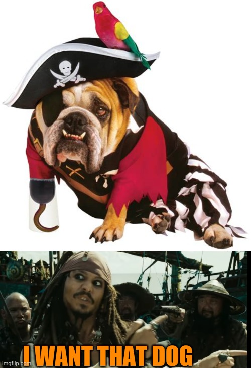 PIRATE DOG | I WANT THAT DOG | image tagged in pirate,dogs,pirates,jack sparrow,bulldog | made w/ Imgflip meme maker