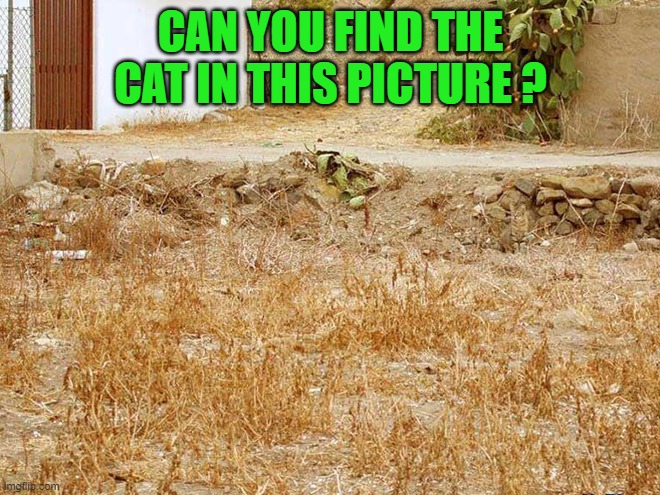 can you find the cat | CAN YOU FIND THE CAT IN THIS PICTURE ? | image tagged in illusion,cat | made w/ Imgflip meme maker