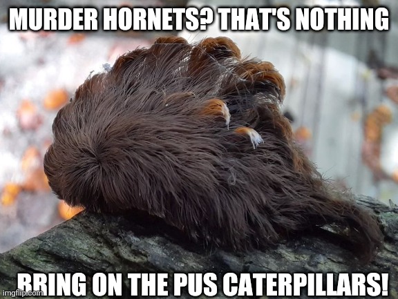 Oh no here come the pus caterpillars! | MURDER HORNETS? THAT'S NOTHING; BRING ON THE PUS CATERPILLARS! | image tagged in murder hornet,pus caterpillars,poisonous bugs,insects,2020,2020 sucks | made w/ Imgflip meme maker