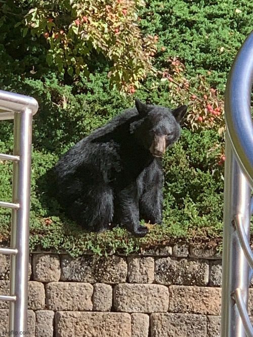 We had a visitor today | made w/ Imgflip meme maker