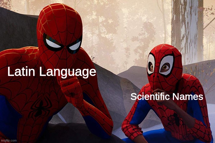it be like that | Latin Language; Scientific Names | image tagged in learning from spiderman,latin,english,science | made w/ Imgflip meme maker