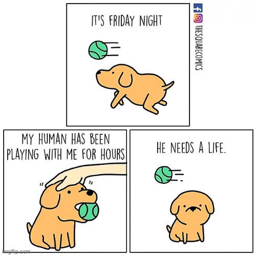 do you need a life? | image tagged in comics,dog,somebody needs a life today | made w/ Imgflip meme maker