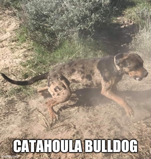 Catahoula Bulldog | CATAHOULA BULLDOG | image tagged in catahoula,bulldog,catahoula bulldog,dog,puppy | made w/ Imgflip meme maker