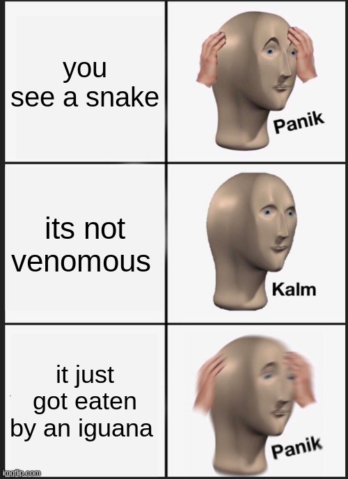 panik kalm panik | you see a snake; its not venomous; it just got eaten by an iguana | image tagged in memes,panik kalm panik | made w/ Imgflip meme maker