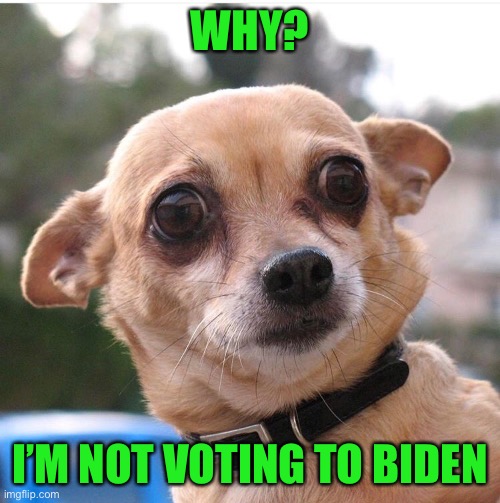 Concerned Chiwawa  | WHY? I’M NOT VOTING TO BIDEN | image tagged in concerned chiwawa | made w/ Imgflip meme maker