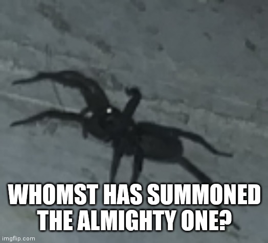 Spokky Spidurr | WHOMST HAS SUMMONED THE ALMIGHTY ONE? | image tagged in memes,funny memes,politics,animals,coronavirus | made w/ Imgflip meme maker