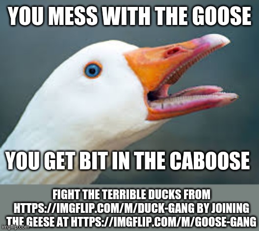 jin the goose gang at https://imgflip.com/m/goose-gang | YOU MESS WITH THE GOOSE; YOU GET BIT IN THE CABOOSE; FIGHT THE TERRIBLE DUCKS FROM HTTPS://IMGFLIP.COM/M/DUCK-GANG BY JOINING THE GEESE AT HTTPS://IMGFLIP.COM/M/GOOSE-GANG | image tagged in goose gang | made w/ Imgflip meme maker