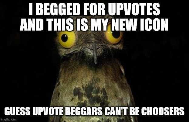 ahaha | I BEGGED FOR UPVOTES AND THIS IS MY NEW ICON; GUESS UPVOTE BEGGARS CAN'T BE CHOOSERS | image tagged in memes,weird stuff i do potoo | made w/ Imgflip meme maker