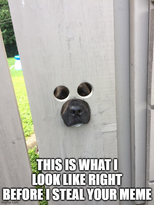 Doggone meme thieves! | THIS IS WHAT I LOOK LIKE RIGHT BEFORE I STEAL YOUR MEME | image tagged in dog,meme,theft | made w/ Imgflip meme maker