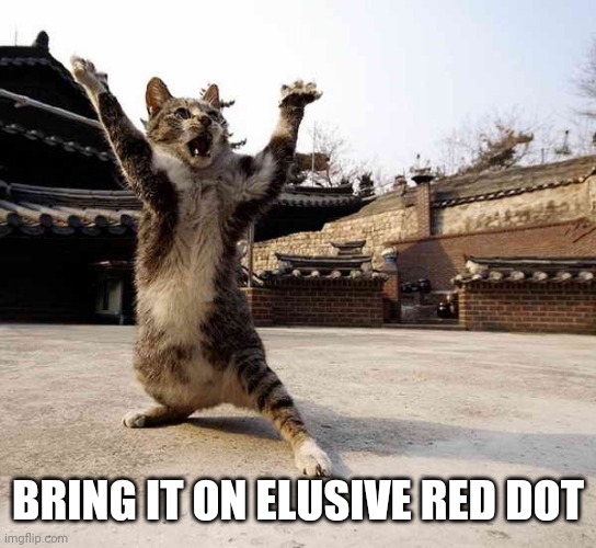 Ninja cat in stance | BRING IT ON ELUSIVE RED DOT | image tagged in ninja cat in stance | made w/ Imgflip meme maker