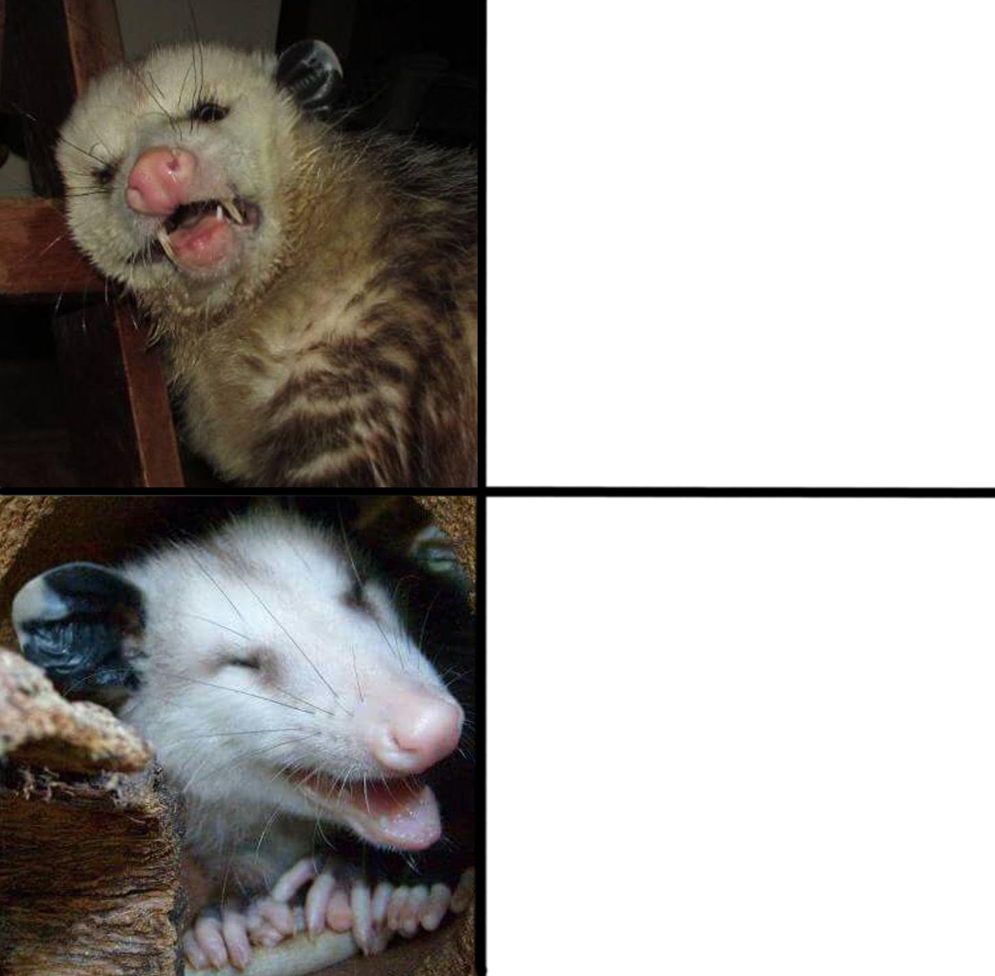 Possum comparison meme Blank Meme Template