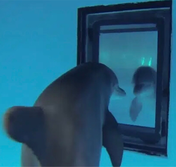 Dolphin in the mirror Blank Meme Template
