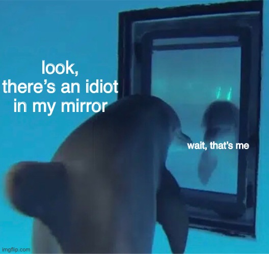 idiot in the mirror | look, there’s an idiot in my mirror; wait, that’s me | image tagged in dolphin in the mirror | made w/ Imgflip meme maker
