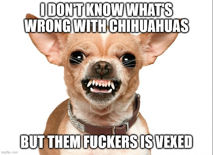 I DON'T KNOW WHAT'S WRONG WITH CHIHUAHUAS; BUT THEM FUCKERS IS VEXED | made w/ Imgflip meme maker