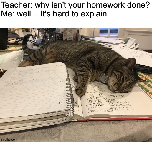 Looks like I'm getting detention | Teacher: why isn't your homework done?
Me: well... It's hard to explain... | image tagged in blank white template,memes,funny,cats,homework,cute animals | made w/ Imgflip meme maker