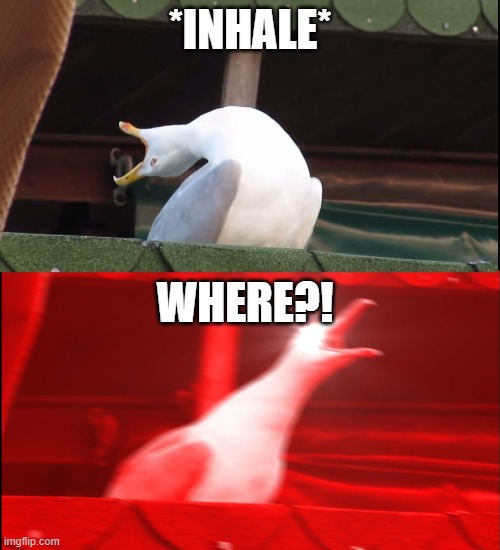 Crewmates When A Body Is Reported | *INHALE*; WHERE?! | image tagged in screaming bird,among us | made w/ Imgflip meme maker