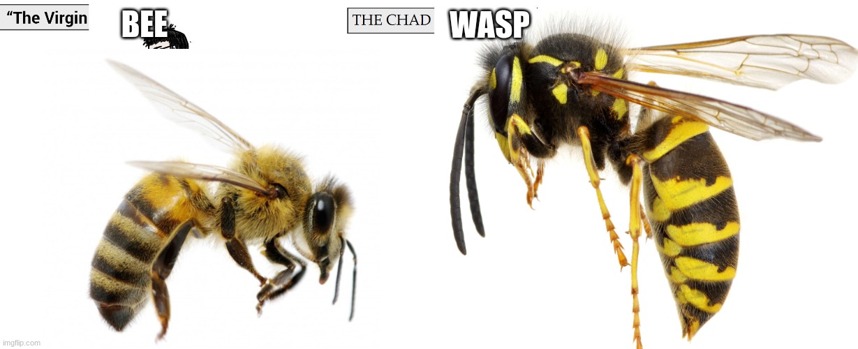 virgin bee chad wasp | BEE; WASP | image tagged in bee,wasp | made w/ Imgflip meme maker