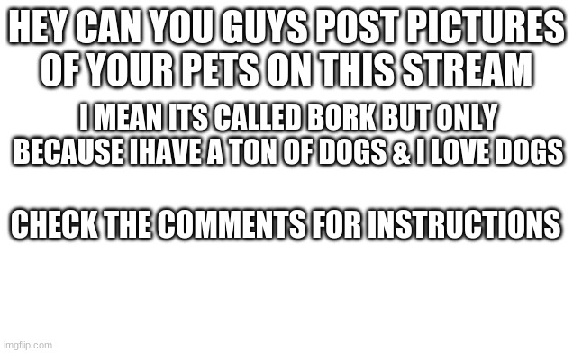 pet pics | HEY CAN YOU GUYS POST PICTURES OF YOUR PETS ON THIS STREAM; I MEAN ITS CALLED BORK BUT ONLY BECAUSE IHAVE A TON OF DOGS & I LOVE DOGS; CHECK THE COMMENTS FOR INSTRUCTIONS | image tagged in doge | made w/ Imgflip meme maker