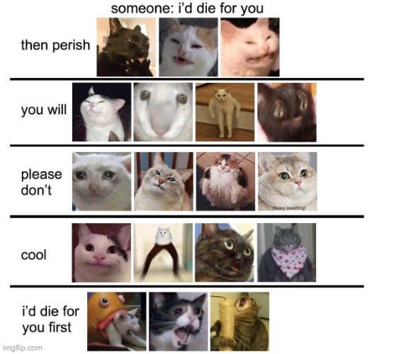 how meme cats respond (part 1?) | image tagged in memes,cats | made w/ Imgflip meme maker