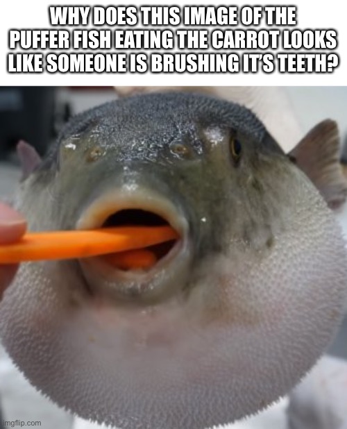pufferfish eating carrot | WHY DOES THIS IMAGE OF THE PUFFER FISH EATING THE CARROT LOOKS LIKE SOMEONE IS BRUSHING IT’S TEETH? | image tagged in pufferfish eating carrot | made w/ Imgflip meme maker