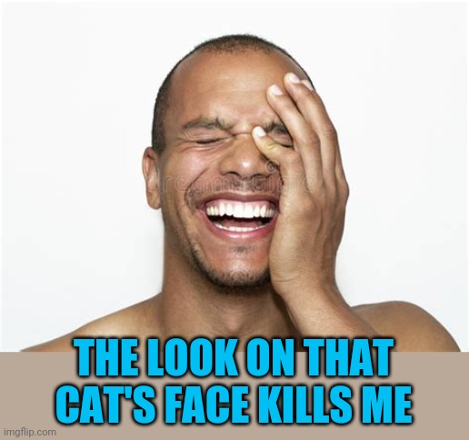 Laughing guy | THE LOOK ON THAT CAT'S FACE KILLS ME | image tagged in laughing guy | made w/ Imgflip meme maker