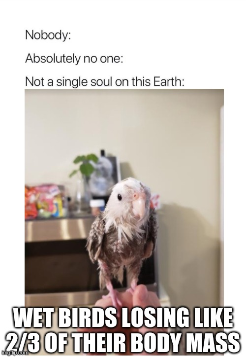 nobody absolutely nobody birb |  WET BIRDS LOSING LIKE 2/3 OF THEIR BODY MASS | image tagged in birb,bird,bath,water | made w/ Imgflip meme maker