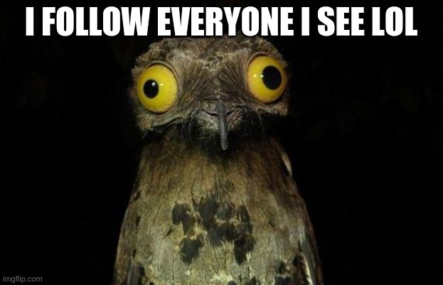 Wierd stuff I do potoo | I FOLLOW EVERYONE I SEE LOL | image tagged in wierd stuff i do potoo | made w/ Imgflip meme maker