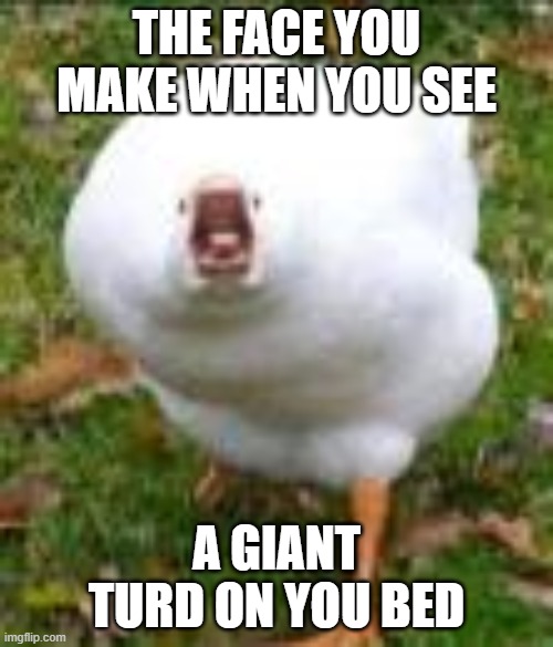 Sreaming Duck Original | THE FACE YOU MAKE WHEN YOU SEE; A GIANT TURD ON YOU BED | image tagged in sreaming duck original | made w/ Imgflip meme maker