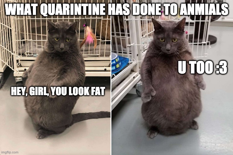 Quarintine Cats | WHAT QUARINTINE HAS DONE TO ANMIALS; U TOO :3; HEY, GIRL, YOU LOOK FAT | image tagged in cats,fat,grey,cute cat,cute | made w/ Imgflip meme maker